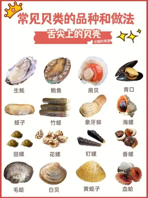 常见贝类的种类和做法营养美味价值高