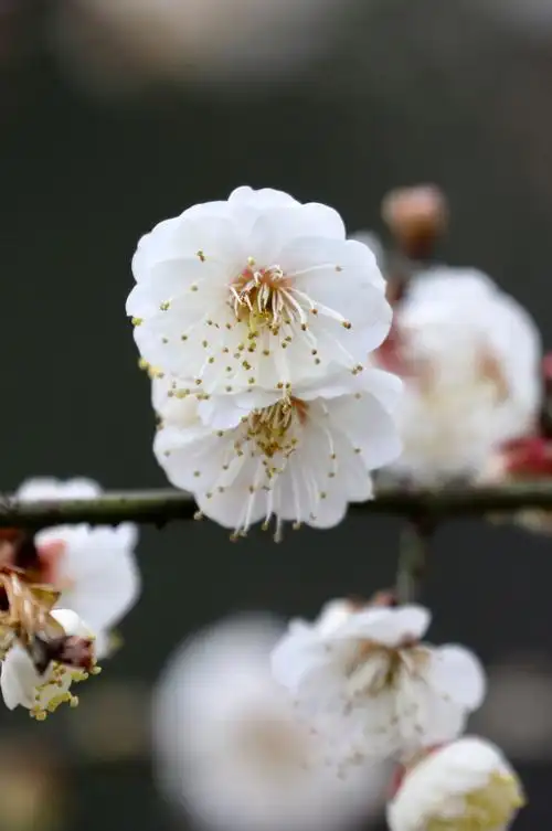 2019年春节 洁白的白梅花