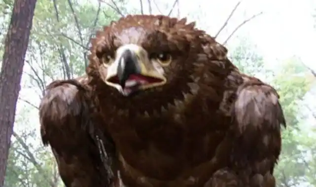 杨过没学独孤九剑,这剑法是风清扬自创的吗?令狐冲早已给出答案