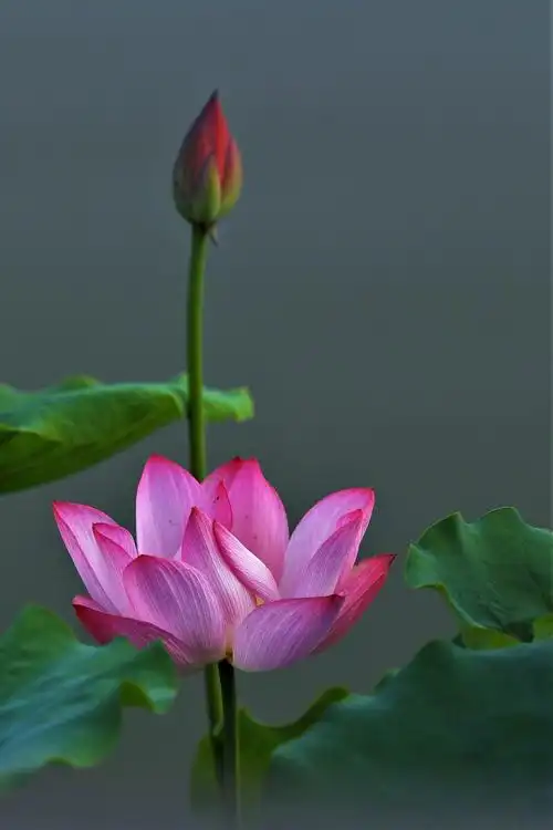 夏末了,让我们把最美的荷花留作纪念吧!