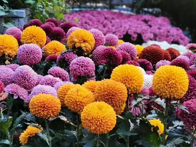 杭州植物园菊花展