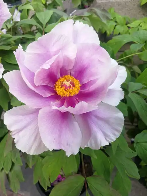 佛山市粤剧博物馆观赏美丽又大朵的牡丹花 2019.02.07