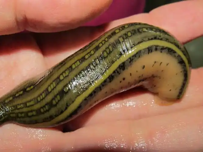 蚂蟥也叫做"水蛭",是一种条形状的虫子,可是蚂蟥的样子跟马匹的马一点