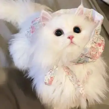 可爱又很萌的小猫咪头像迷人期待本身就是很无力的东西