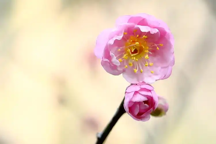 宫粉梅花贺新春