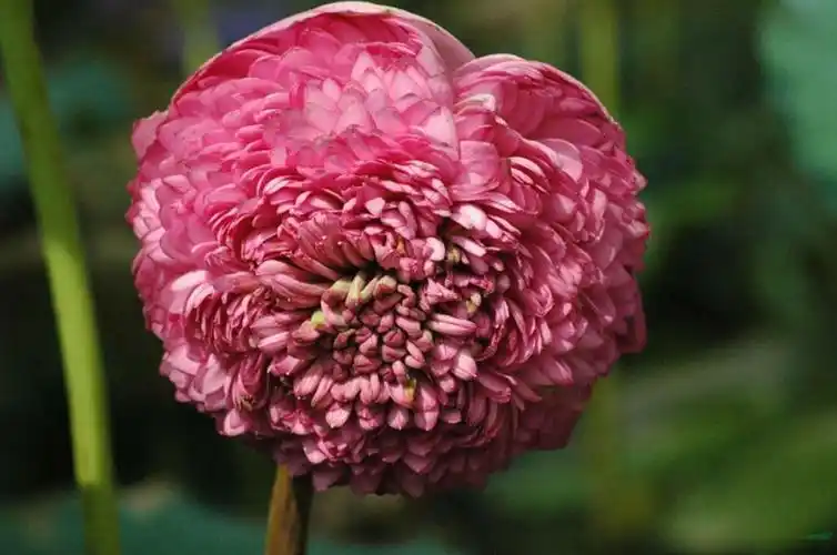 中国千瓣莲首次在印度盛开 央视4套报道竟然是错误的