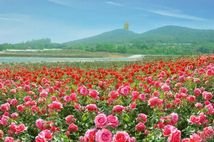 凯江玫瑰园花海