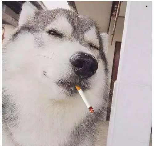 来个ps的大神,帮我把这二哈嘴里的豇豆p成烟!谢谢啦!