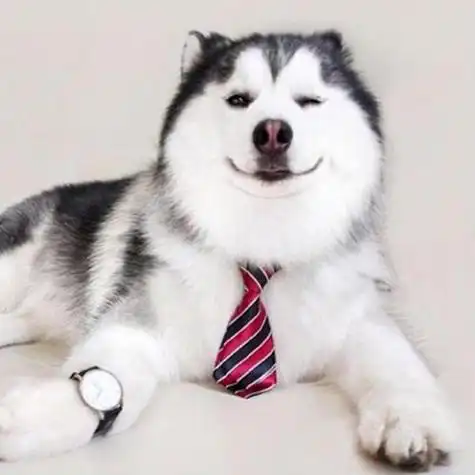 哈士奇萌萌哒头像图片大全可爱图片