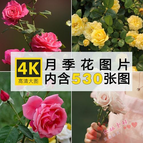 高清月季花玫瑰摄影特写照片手机电脑4k壁纸背景图片ps设计素材库