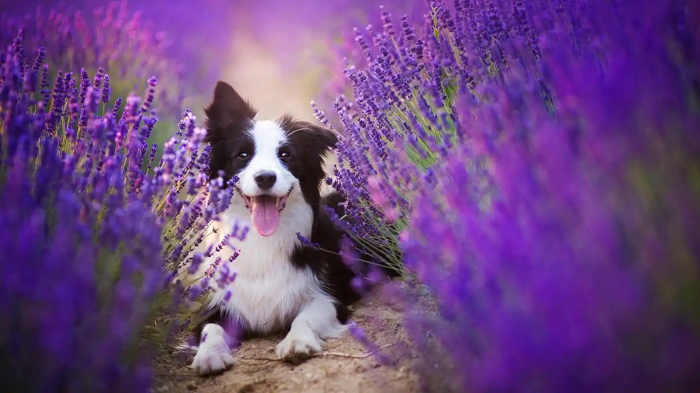 可爱的宠物狗高清宽屏壁纸