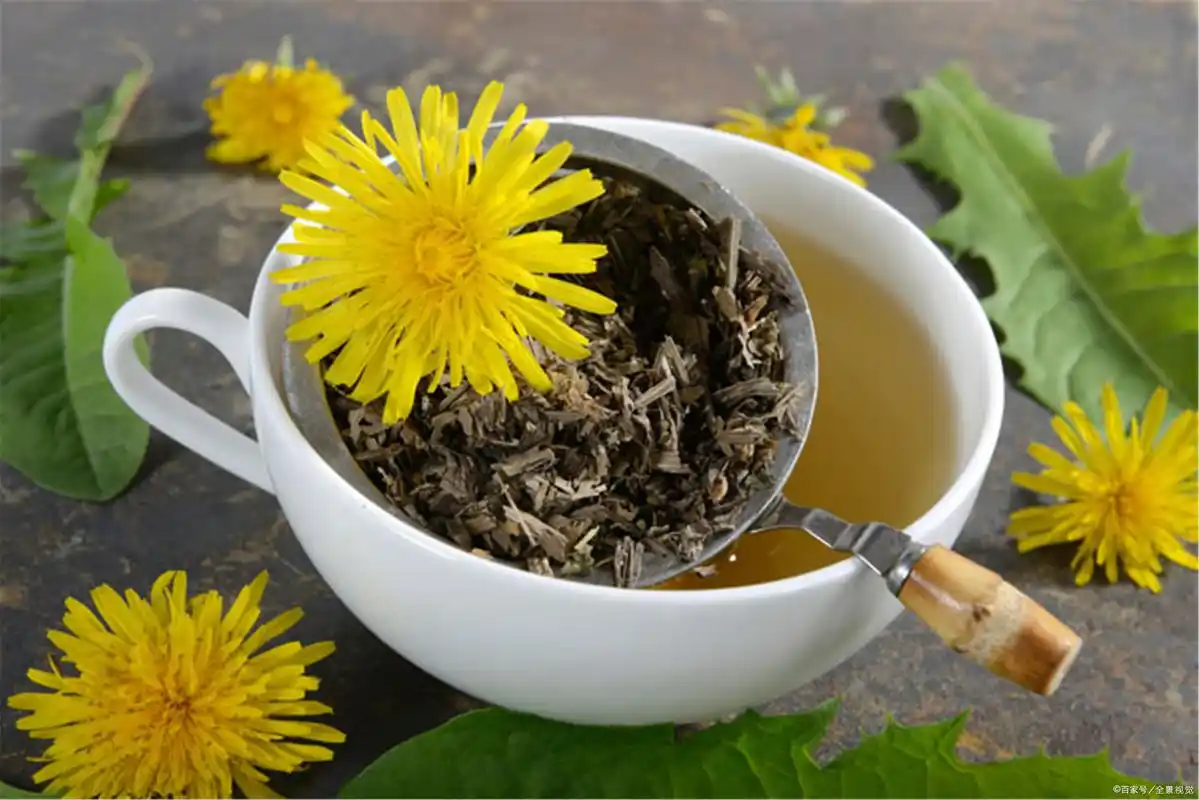 蒲公英泡水喝,除了"清热解毒",还有3种你意想不到的好处
