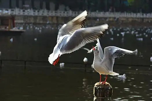 在湖面上嬉戏的两只海鸥