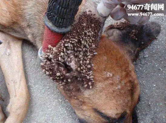 世界上最恶心的图片空手指莲蓬乳看了想吐