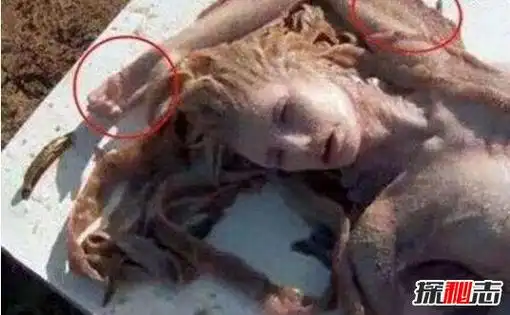 中国古代神话传说中的鱼尾人身的神秘生物,与西方神话传说中的美人鱼