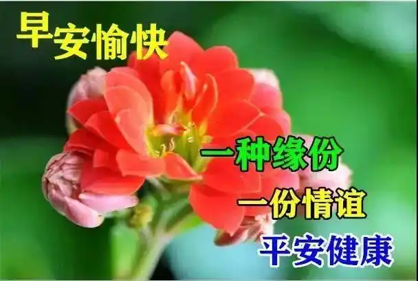 早晨好幸福暖心的问候图片 早上好的精美图片合集