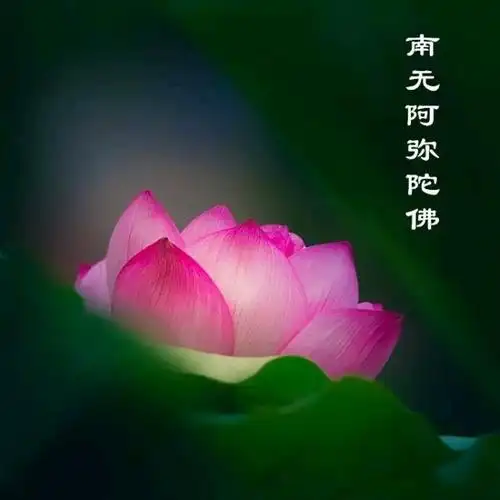 南无阿弥陀佛-一入弥陀涅盘国- 全民k歌,ktv交友社区