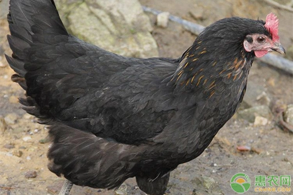 红冠黑毛白肉的是什么鸡?养殖成本利润怎么样?