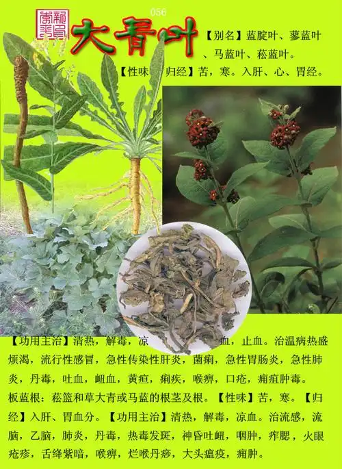 中草药300种图谱