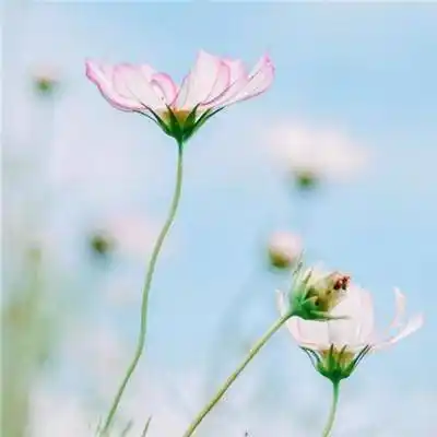 自带好运头像给女人带来好运的头像2020