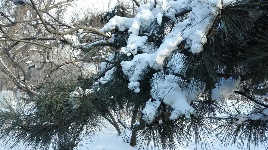 大雪压青松,青松挺且直 (雪后沈阳松柏即景)