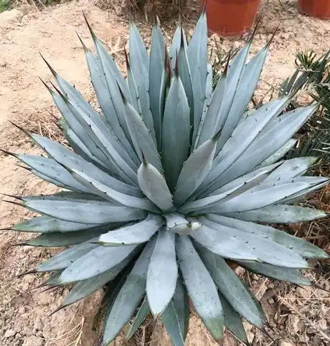 十种常见的大型多肉,你有养过吗