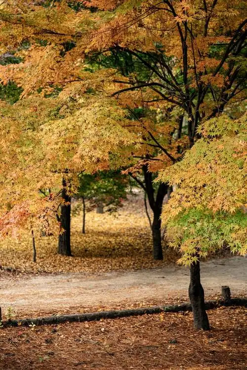 在秋天,金黄的叶子,清爽的空气,宁静的景致构成了一幅幅如诗如画的