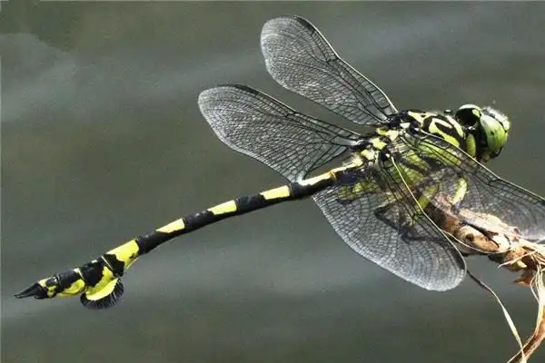 世界上最大的蜻蜓大蜻蜓又称马大头现存最大蜻蜓