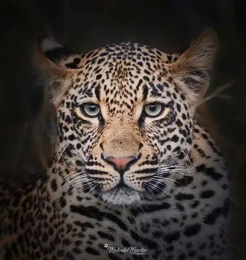 各种美丽的眼睛豹豹的大头照可做头像