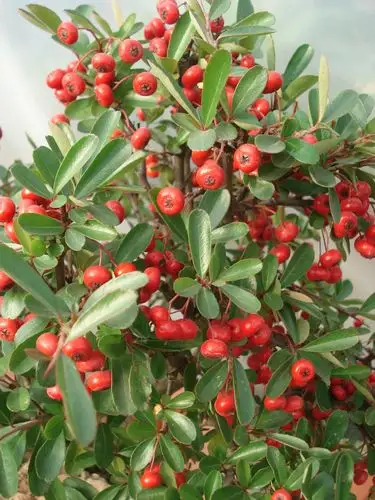 火棘红红火火庆元旦 - 晓楼听雨的博客 - 张笑玉的博客 - 精英博客