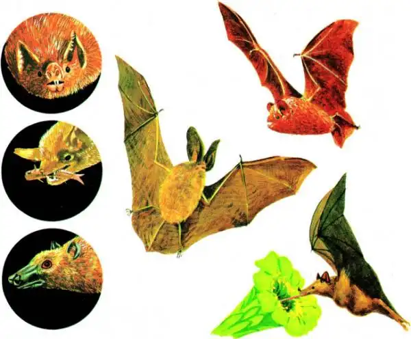 蝙蝠是益虫还是害虫?