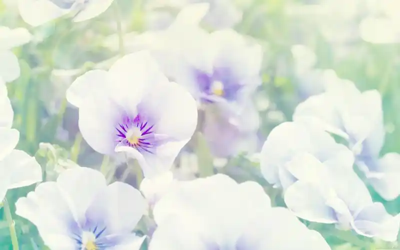 电脑壁纸 花卉 鲜花背景 新意花卉