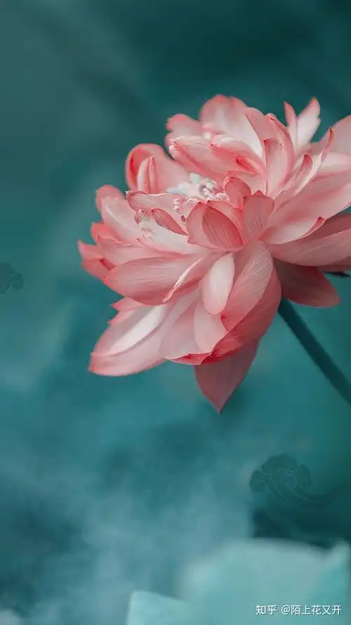 大暑国潮风|中国风|手绘插画海报设计|壁纸|背景图 - 知乎