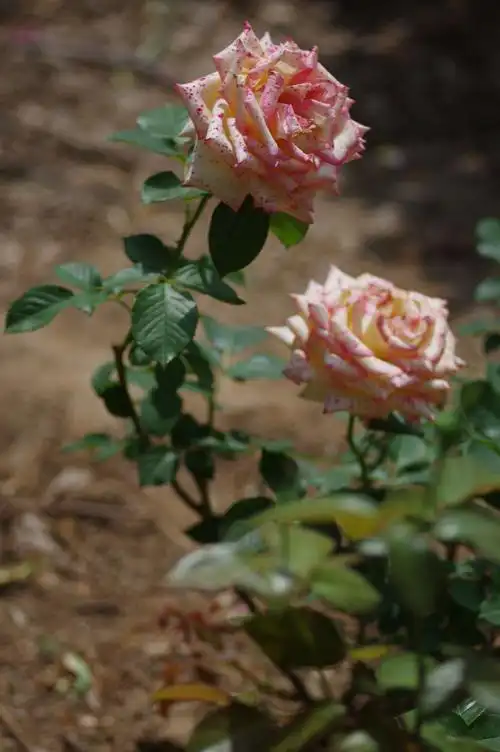 泉城公园拍得～月季花