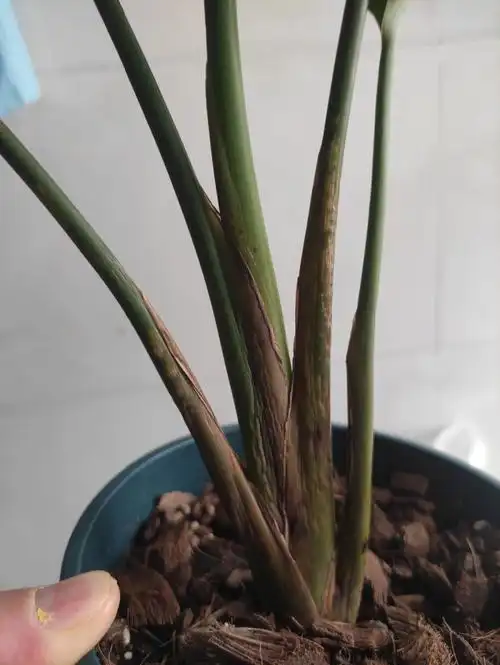 谁来救救我这垮下的天堂鸟