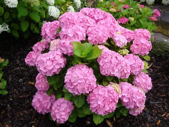 花,花园,盛开的花朵,自然,绣球花,植物,夏季,高清图片-回车素材