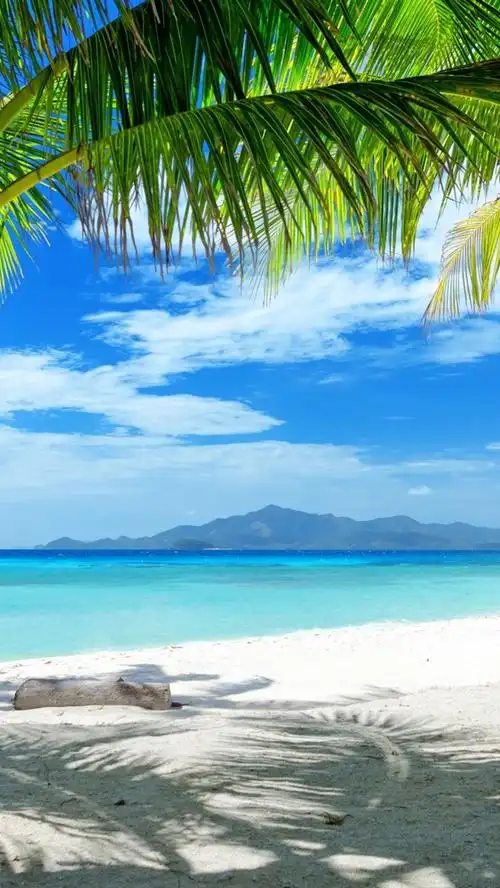 夏季海滩,沙地,棕榈树 750x1334 iphone 8/7/6/6s 壁纸,图片,背景