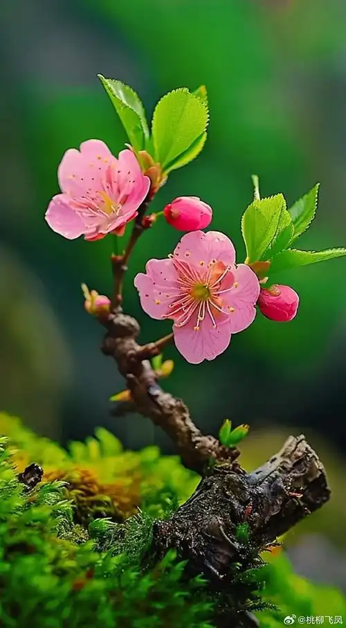 喵咪文学社超话#国学#  桃花,那一树的嫣红,像是春说的一句话;  朵朵