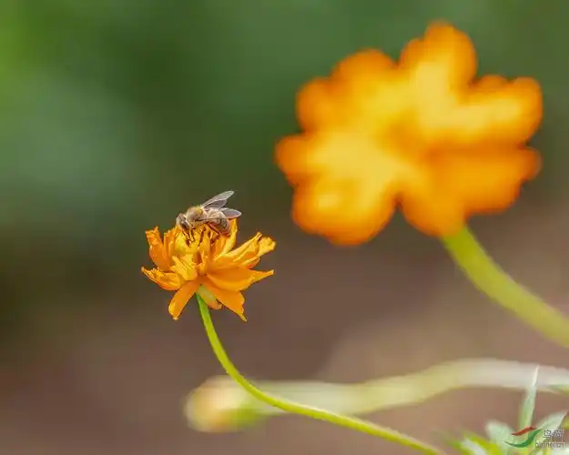 风吹花动蜜蜂舞