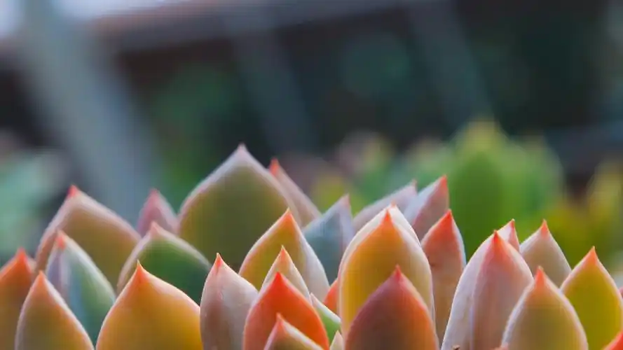 多肉徒长要剪掉,3个好处让多肉肥嘟嘟