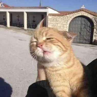 史上最搞笑的猫头像