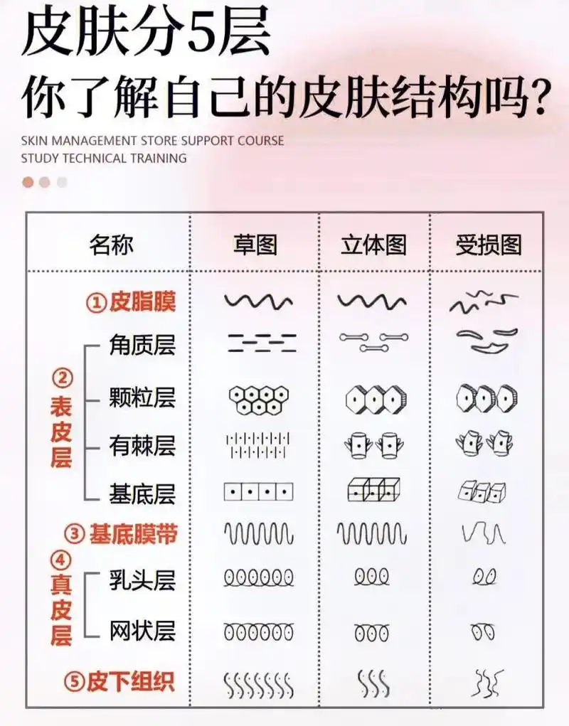 皮肤分5层|快来看看你是哪一层受损.#美业 #美业手艺人 # - 抖音