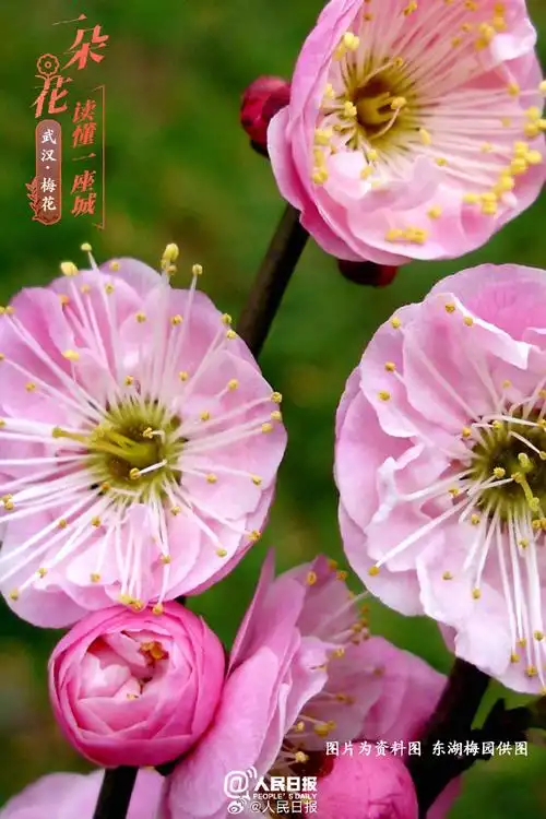 武汉梅花超美壁纸