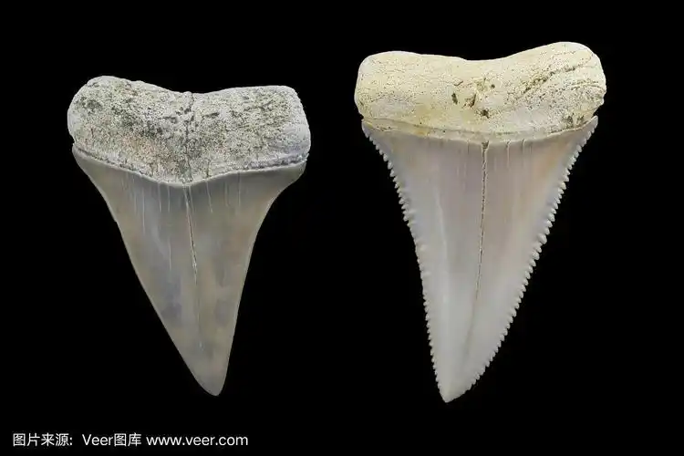 鲨鱼牙齿化石对比照片-灰鲭鲨与大白鲨.李溪化石.