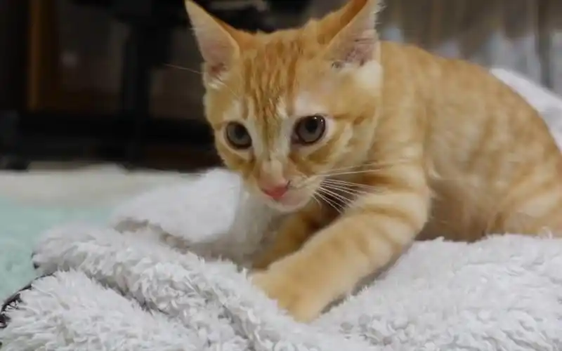 调皮捣蛋的小橘猫玩了会逗猫棒,就趴在毯子上踩奶,太萌了.