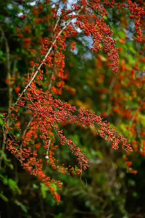 湖北南漳:火棘红遍山野间_长江云 - 湖北网络广播电视台官方网站