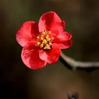 红梅花图片高清图片头像【点击鼠标右键下载】