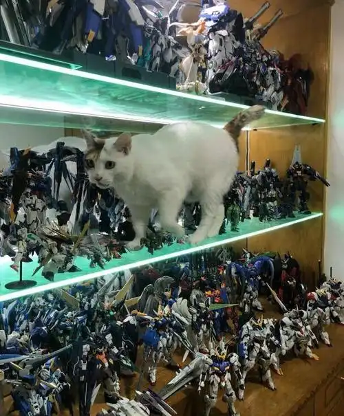 虽然说宅男的一面手办墙值得上北京一套房子是比较夸张的说法,不过