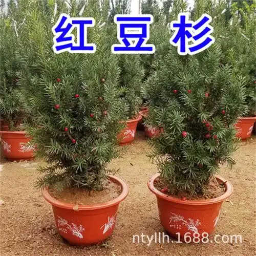一年红豆杉