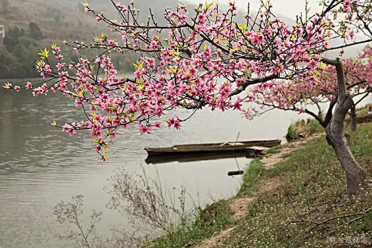 桃花码头图片_桃花码头高清图片_全景视觉